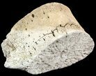 Fossil Whale Vertebrae - Yorktown Formation #50852-1